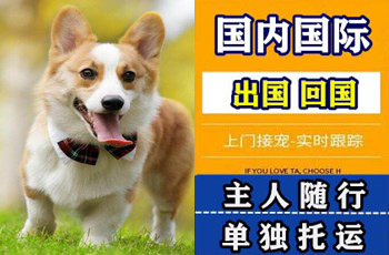 宁德市　宠物托运公司宁德市　宠物托运公司宁德市　宠物托运公司